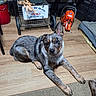 alert, animal, blue_merle, cage, carpet, chair, cute, dog, dog_bed, domestic, ear, floor, indoor, leash, orange_tool, pet, puppy, relaxed, tools, wooden_floor