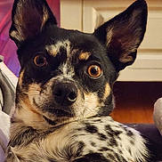 Ozzy is registered to the contest to win money with this photo: dog, close_up, indoor, pet, ears, fur, spotted, brown_eyes, animal, canine, relaxed, portrait, looking, cozy, home, muzzle, whiskers, face, alert, cute