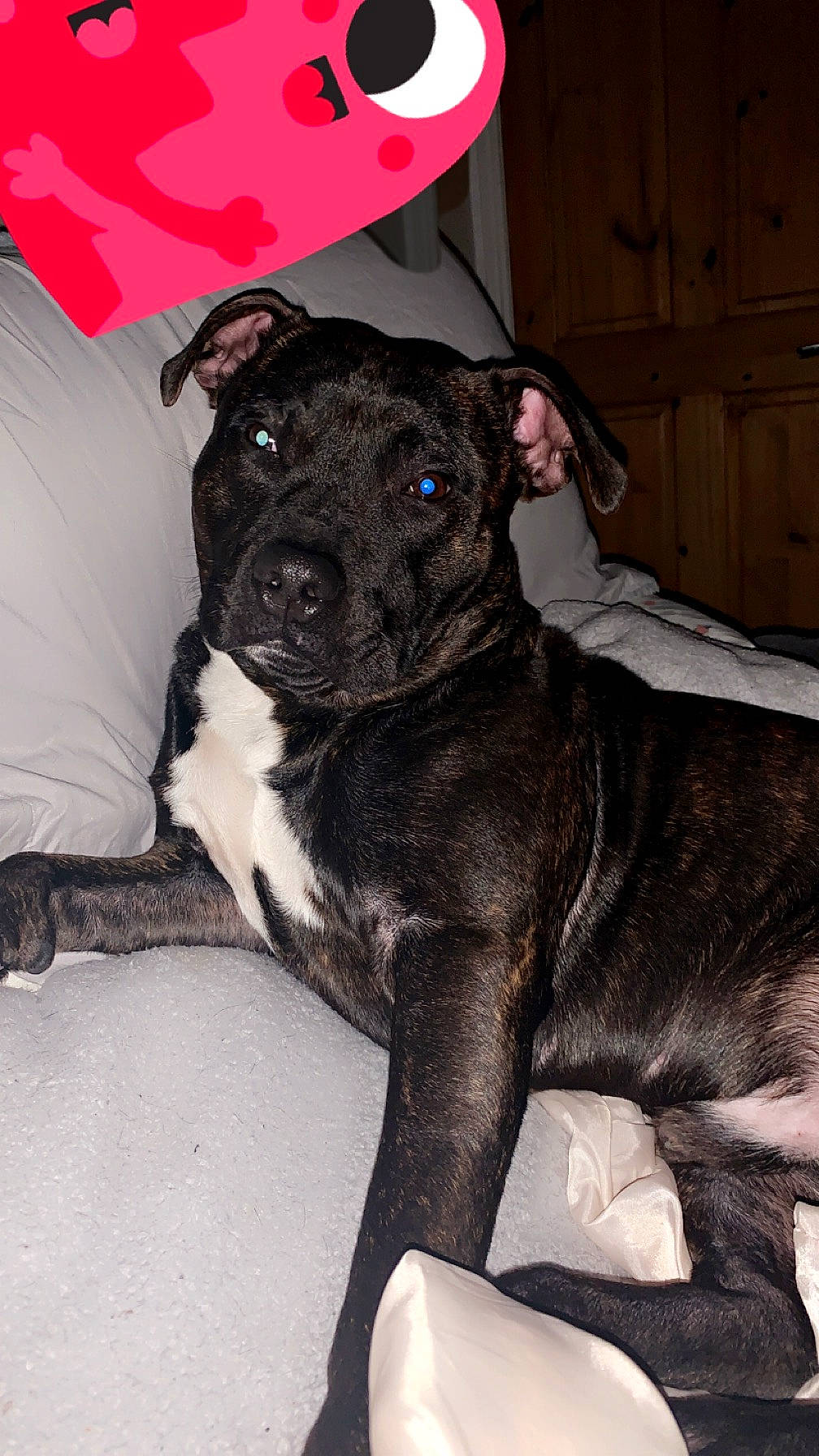 Dre is registered to the contest to win money with this photo: borador, canidae, carmine, carnivore, collar, comfort, companion_dog, dog, dog_breed, dog_collar, door, fawn, fur, guard_dog, non_sporting_group, snout, sporting_group, whiskers, wood, working_animal