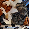 animal, blanket, brown_blanket, cat, comfort, cozy, curled_up, fur, home, indoor, leopard_print, pet, pillow, relaxing, resting, sleeping, soft_texture, striped_cat, tabby_cat, white_fur