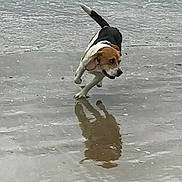 Mheyjoe a rejoint le concours — aidez-le/la à gagner de superbes lots ! active, animal, beach, beagle, canine, daytime, dog, energetic, fur, leashless, motion, nature, outdoor, pet, playful, reflection, running, sand, water, wet