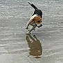 active, animal, beach, beagle, canine, daytime, dog, energetic, fur, leashless, motion, nature, outdoor, pet, playful, reflection, running, sand, water, wet