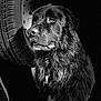 Marley a rejoint le concours — aidez-le/la à gagner de superbes lots ! animal, black_and_white, canine, close_up, collar, detail, dog, expression, fur, monochrome, nose, outdoor, pet, portrait, shadow, still_life, texture, tire, vehicle_part, watchful