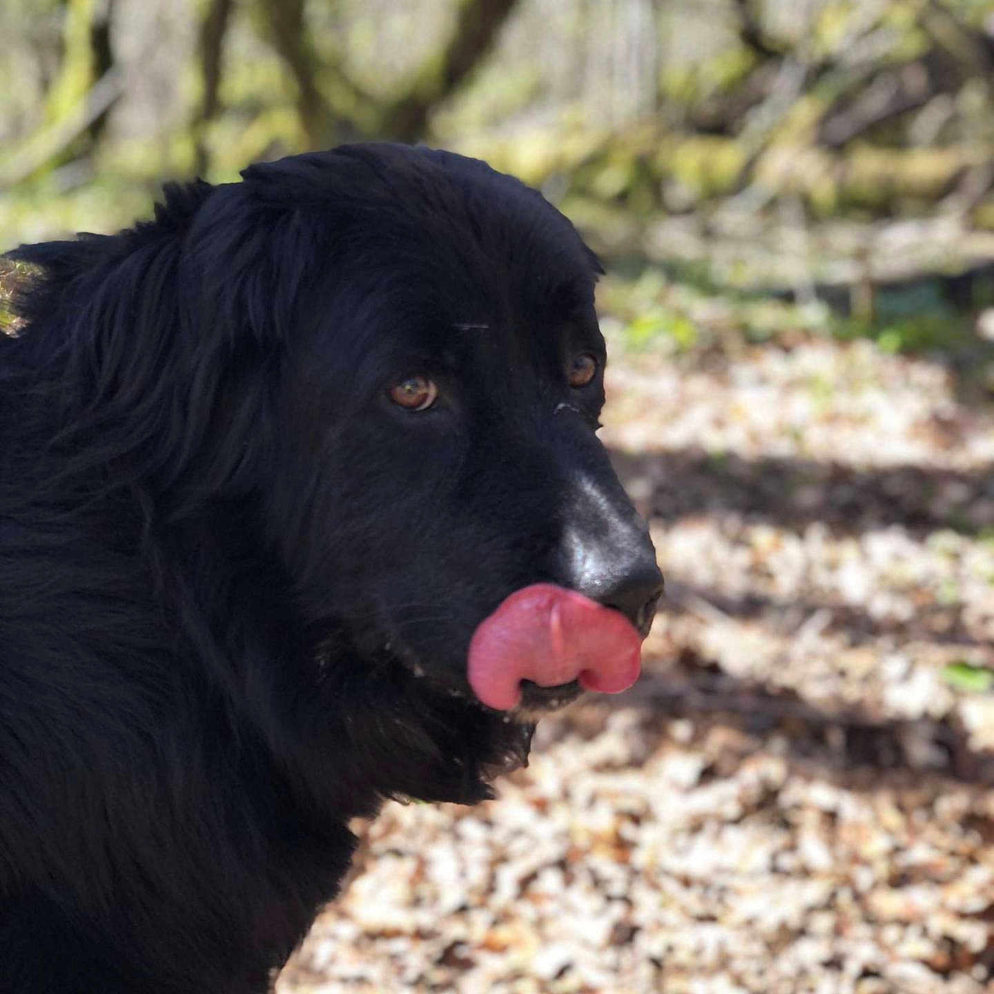 Marley participe au concours pour gagner de l'argent avec cette photo : animal, black_dog, canine, cheeky, closeup, daylight, dog, forest, fur, leaves, licking, muzzle, nature, outdoor, pet, playful, portrait, sunlight, tongue, woods