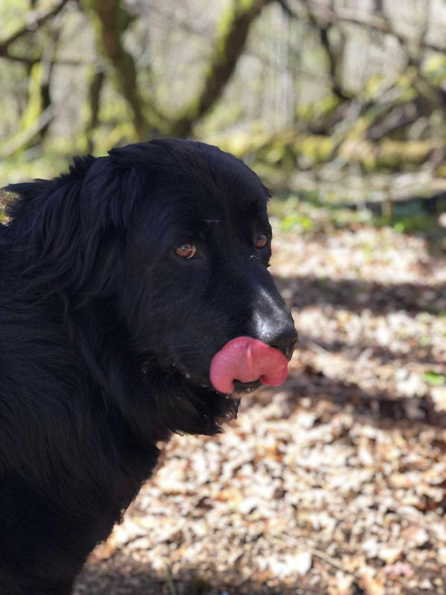 Marley participe au concours pour gagner de l'argent avec cette photo : animal, black_dog, canine, cheeky, closeup, daylight, dog, forest, fur, leaves, licking, muzzle, nature, outdoor, pet, playful, portrait, sunlight, tongue, woods