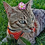 animal, blue_eyes, cat, close_up, collar, cute, ears, flower, fur, grass, greenery, harness, mammal, nature, outdoor, pet, pink_flower, portrait, relaxed, whiskers