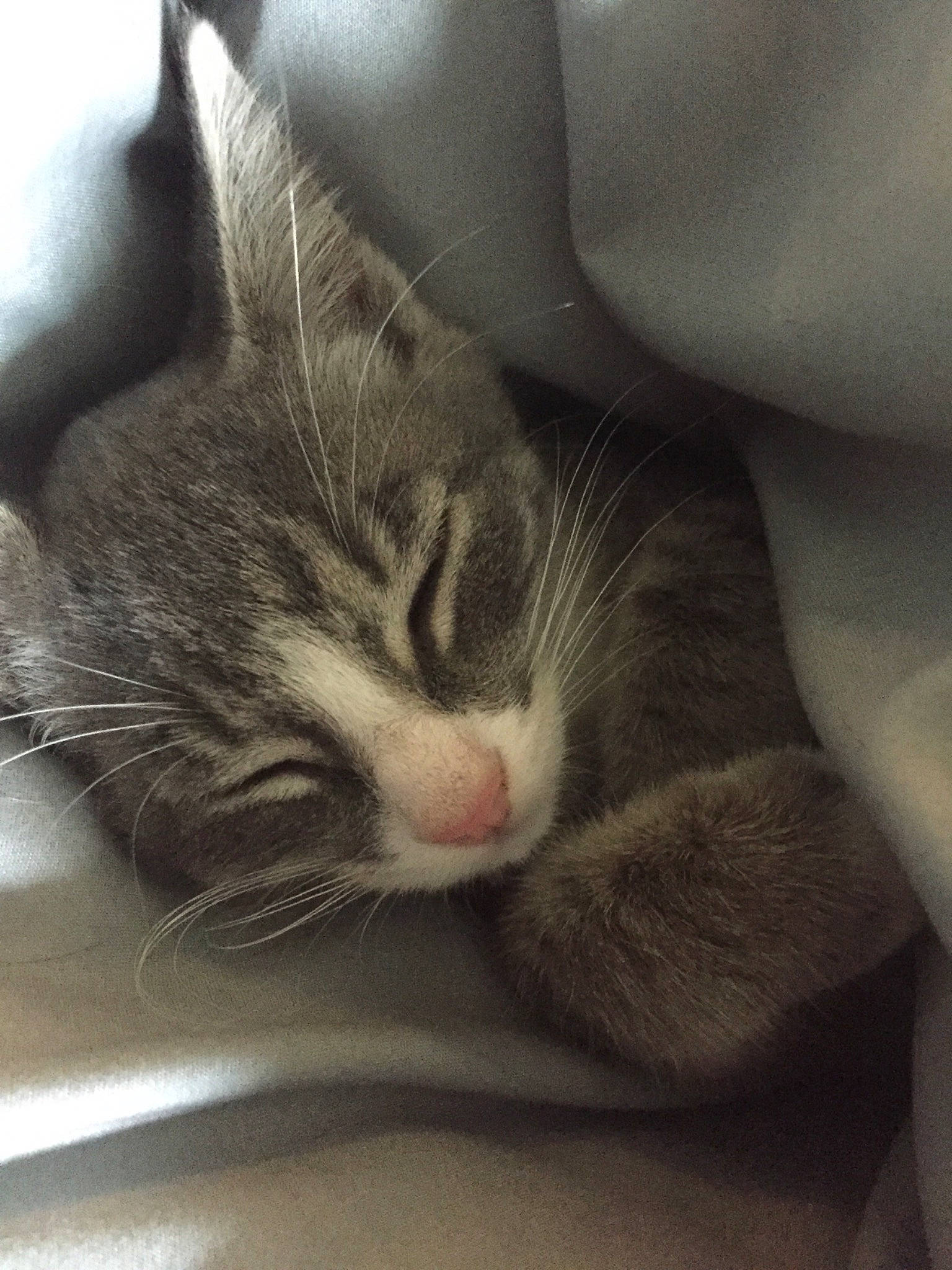 Smokey is registered to the contest to win money with this photo: american_shorthair, american_wirehair, asian, carnivore, cat, domestic_short_haired_cat, dragon_li, european_shorthair, felidae, fur, kitten, nap, nose, sleep, small_to_medium_sized_cats, snout, tabby_cat, whiskers