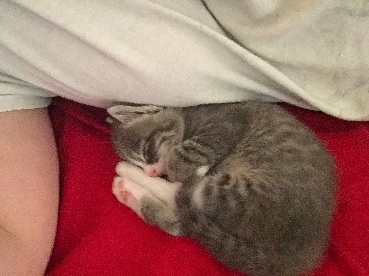 Smokey joined the competition — help win amazing prizes! asian, british_shorthair, carnivore, cat, domestic_short_haired_cat, european_shorthair, felidae, kitten, mammal, nap, pixie_bob, polydactyl_cat, sleep, small_to_medium_sized_cats, whiskers