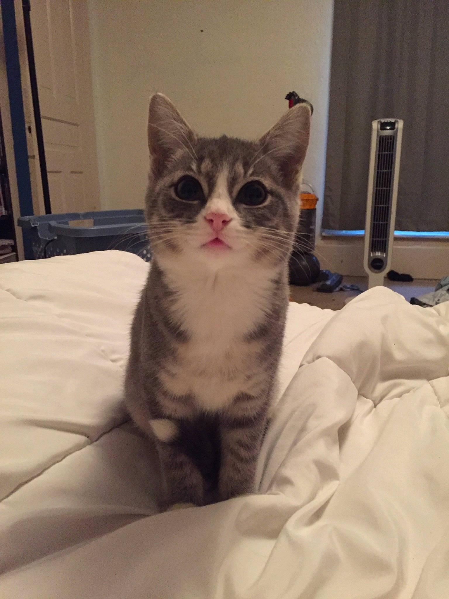 Smokey is registered to the contest to win money with this photo: aegean_cat, american_shorthair, american_wirehair, asian, australian_mist, carnivore, cat, domestic_short_haired_cat, ear, european_shorthair, fawn, felidae, fur, kitten, mammal, munchkin, ojos_azules, small_to_medium_sized_cats, tabby_cat, whiskers