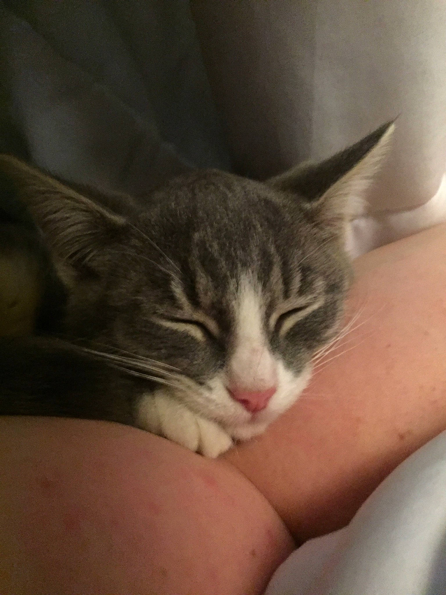 Smokey is registered to the contest to win money with this photo: american_wirehair, asian, carnivore, cat, domestic_short_haired_cat, european_shorthair, felidae, kitten, nap, polydactyl_cat, sleep, small_to_medium_sized_cats, snout, tabby_cat, whiskers