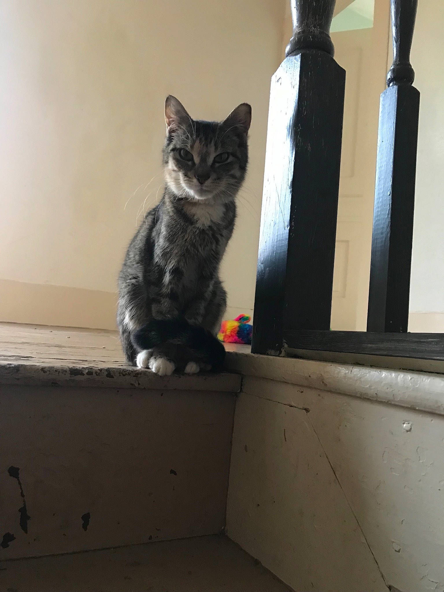 Sparty joined the competition — help win amazing prizes! american_shorthair, asian, carnivore, cat, domestic_short_haired_cat, dragon_li, egyptian_mau, european_shorthair, felidae, fur, kitten, ojos_azules, polydactyl_cat, small_to_medium_sized_cats, tabby_cat, tail, whiskers, window