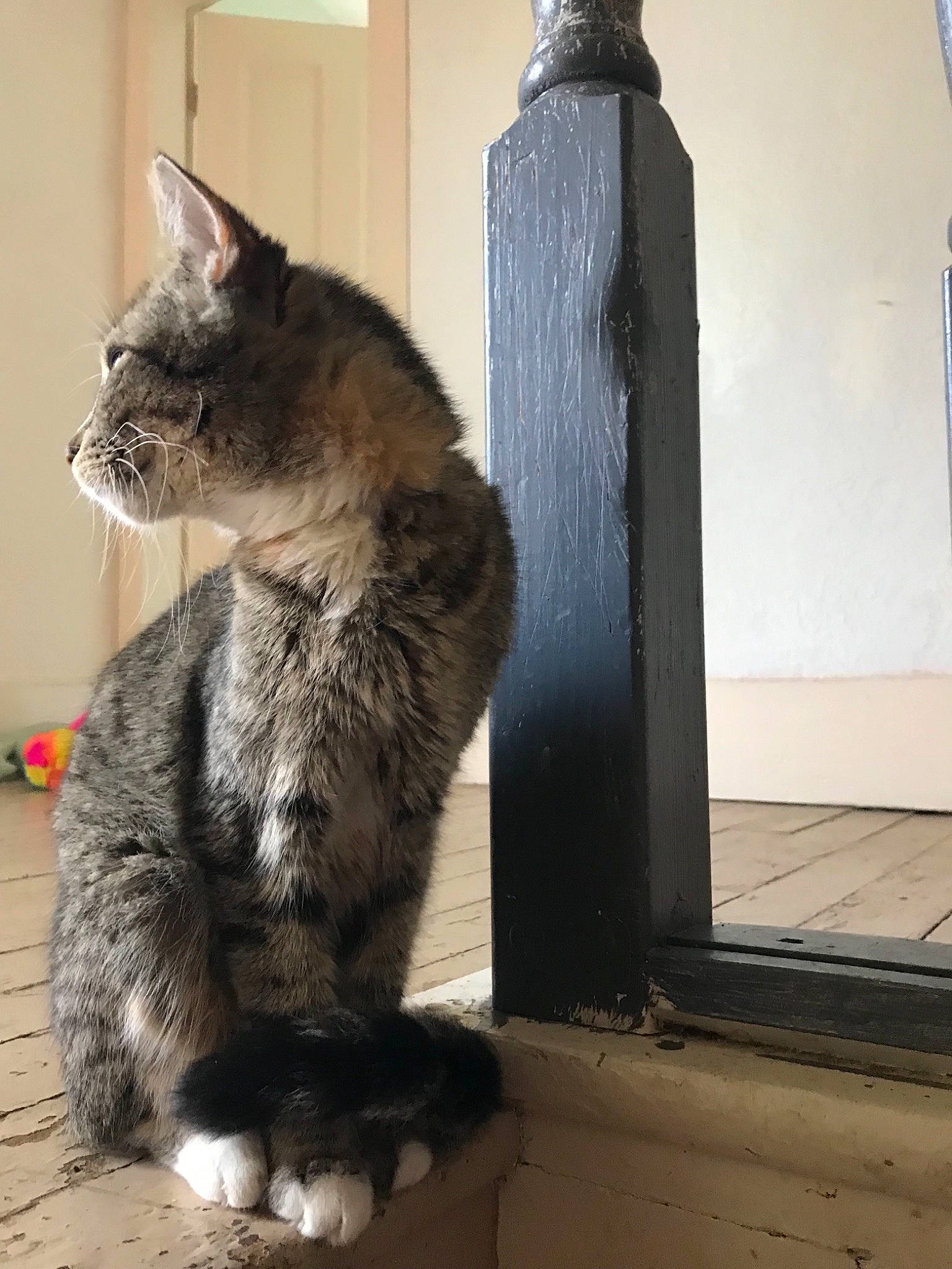 Sparty is registered to the contest to win money with this photo: asian, british_semi_longhair, carnivore, cat, domestic_short_haired_cat, european_shorthair, felidae, fur, german_rex, kurilian_bobtail, mammal, nebelung, ojos_azules, polydactyl_cat, small_to_medium_sized_cats, snout, tabby_cat, tail, whiskers