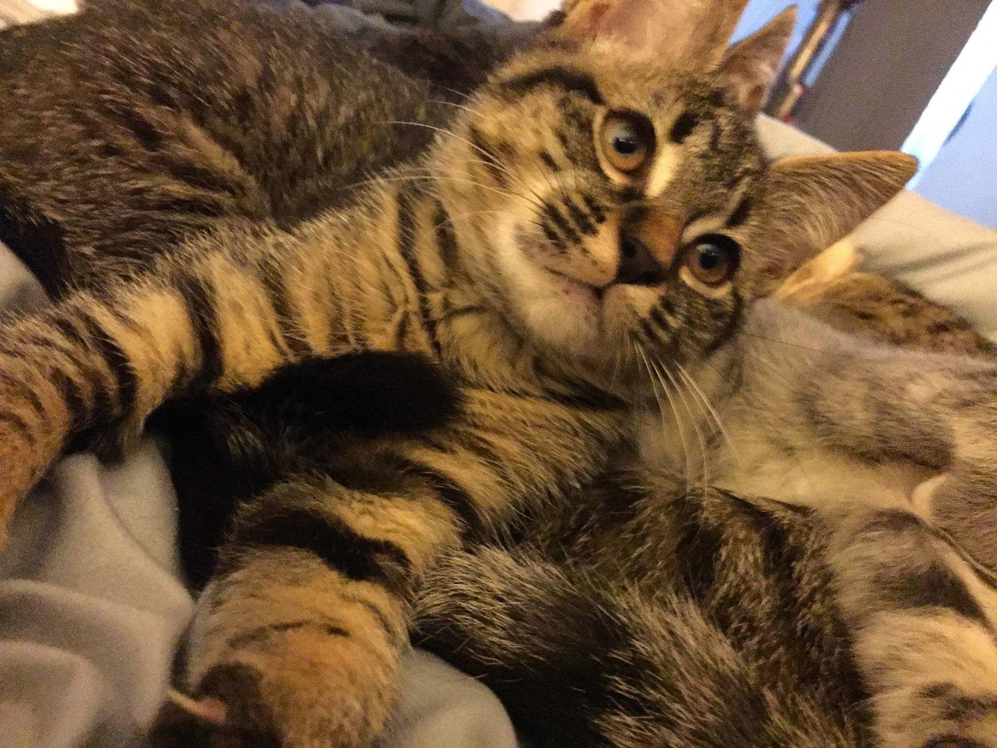 Tootie joined the competition — help win amazing prizes! american_shorthair, asian, california_spangled, carnivore, cat, domestic_short_haired_cat, dragon_li, egyptian_mau, european_shorthair, felidae, fur, kitten, mammal, pixie_bob, small_to_medium_sized_cats, snout, tabby_cat, toyger, vertebrate, whiskers