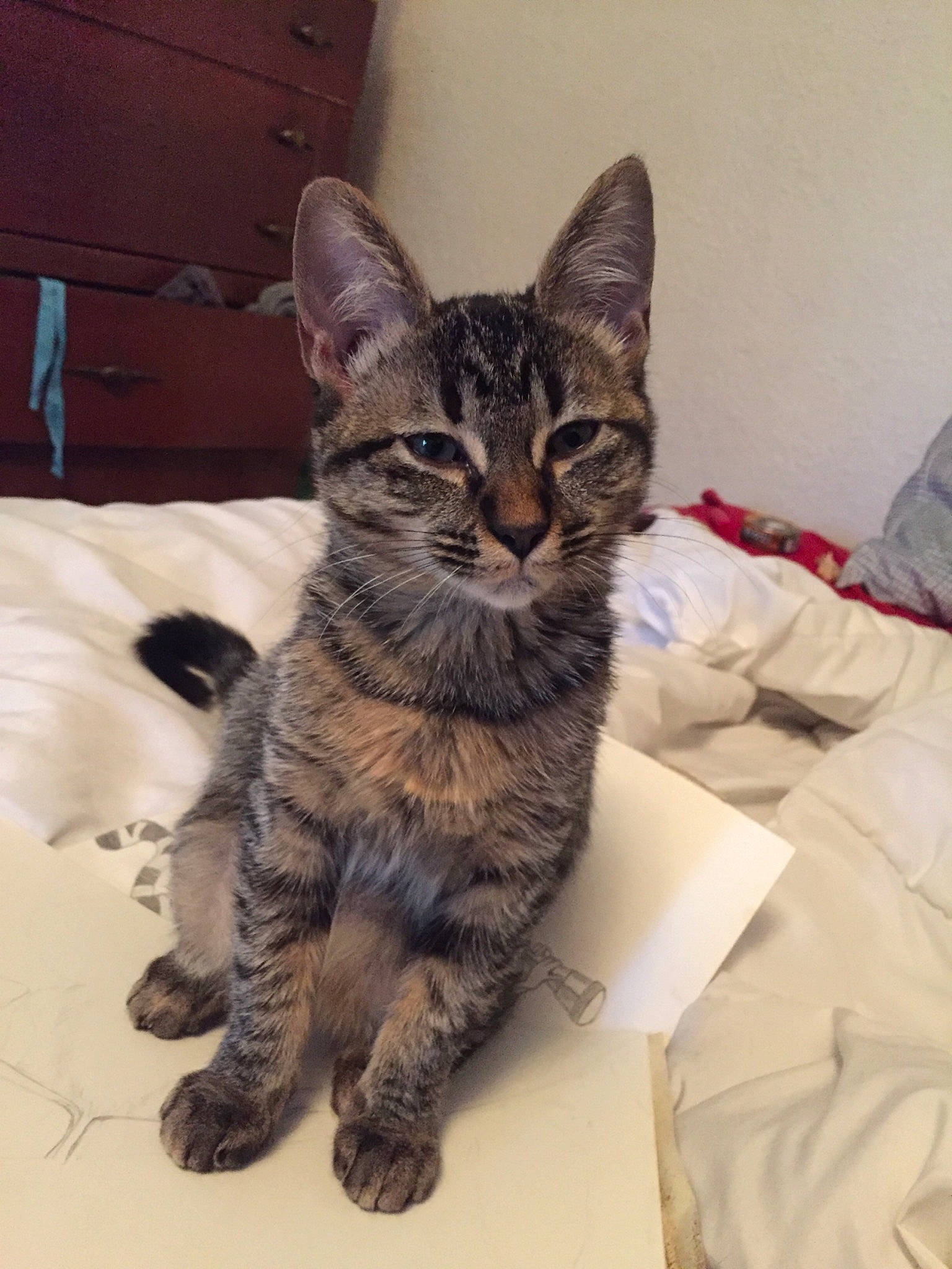 Tootie is registered to the contest to win money with this photo: american_shorthair, asian, australian_mist, california_spangled, carnivore, cat, domestic_short_haired_cat, dragon_li, ear, egyptian_mau, european_shorthair, felidae, german_rex, kitten, mammal, pixie_bob, small_to_medium_sized_cats, tabby_cat, vertebrate, whiskers