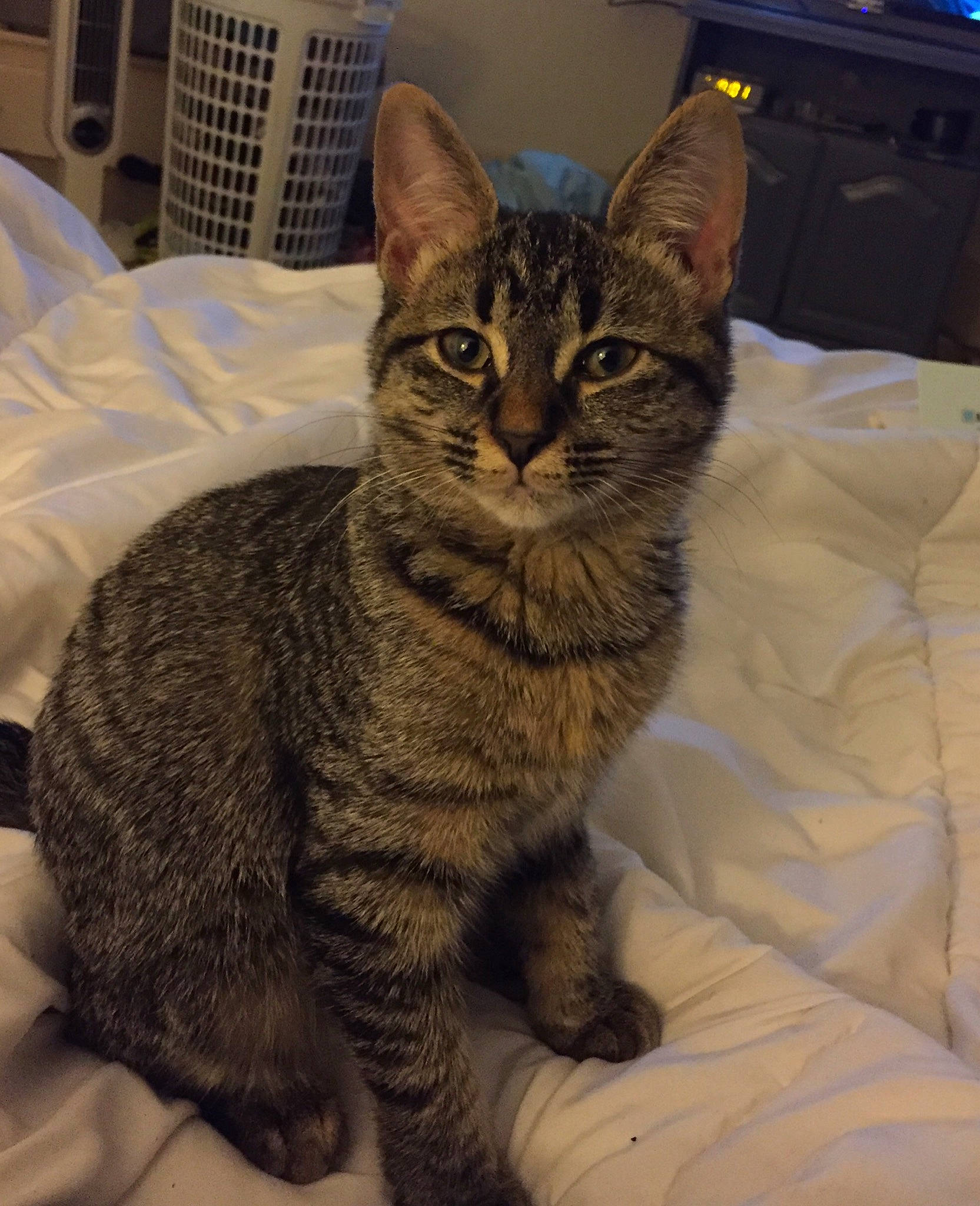 Tootie is registered to the contest to win money with this photo: american_shorthair, american_wirehair, arabian_mau, asian, australian_mist, california_spangled, carnivore, cat, domestic_short_haired_cat, dragon_li, egyptian_mau, european_shorthair, felidae, german_rex, mammal, pixie_bob, small_to_medium_sized_cats, tabby_cat, vertebrate, whiskers