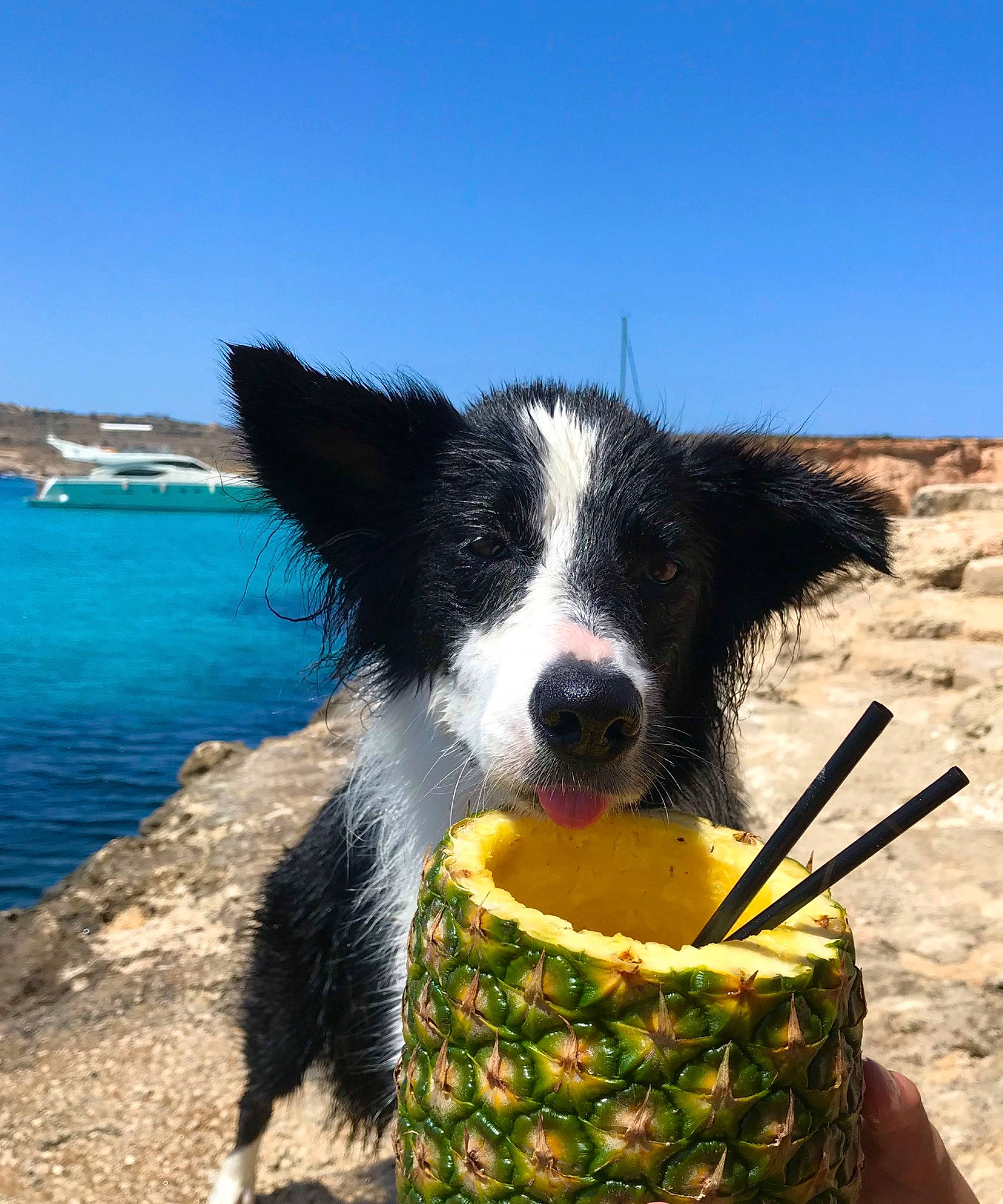 Louky participe au concours pour gagner de l'argent avec cette photo : border_collie, bowl, canidae, carnivore, comfort_food, companion_dog, corn_on_the_cob, dog, dog_breed, grass, herding_dog, ingredient, ocean, recipe, sky, sweet_corn, tableware, vegetable, water, working_dog