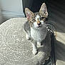 Ollie is registered to the contest to win money with this photo: animal, cat, curious, cushion, cute, domestic, ears, floor, fur, furniture, indoor, kitten, light, pattern, pet, shadow, sitting, tabby, whiskers, young