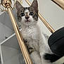 Ollie is registered to the contest to win money with this photo: animal, cat, close_up, curious, cute, domestic, ears, feline, fur, golden_bars, indoor, kitten, looking_up, pet, playful, striped_fur, whiskers, white_fur, wide_eyes, young