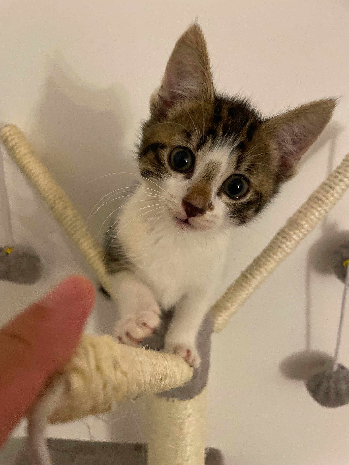 Ollie