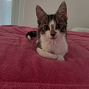 Ollie joined the competition — help win amazing prizes! animal, bed, blanket, cat, cozy, cute, domestic, ears, eyes, feline, fur, indoor, kitten, pet, pink, portrait, resting, small, whiskers, young