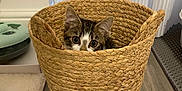 Ollie joined the competition — help win amazing prizes! animal, basket, cat, cozy, curtain, cute, ears, feline, floor, home, indoor, peeking, pet, pet_toy, playful, tabby, toy_mouse, wide_eyes, wooden_floor, woven_basket