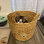animal, basket, cat, cozy, curtain, cute, ears, feline, floor, home, indoor, peeking, pet, pet_toy, playful, tabby, toy_mouse, wide_eyes, wooden_floor, woven_basket