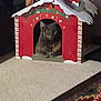 animal, cardboard_house, carpet, cat, cozy, cute, decorated, domestic, feline, green, holiday_decor, home, indoor, orange, pet, red, relaxed, sitting, striped, window