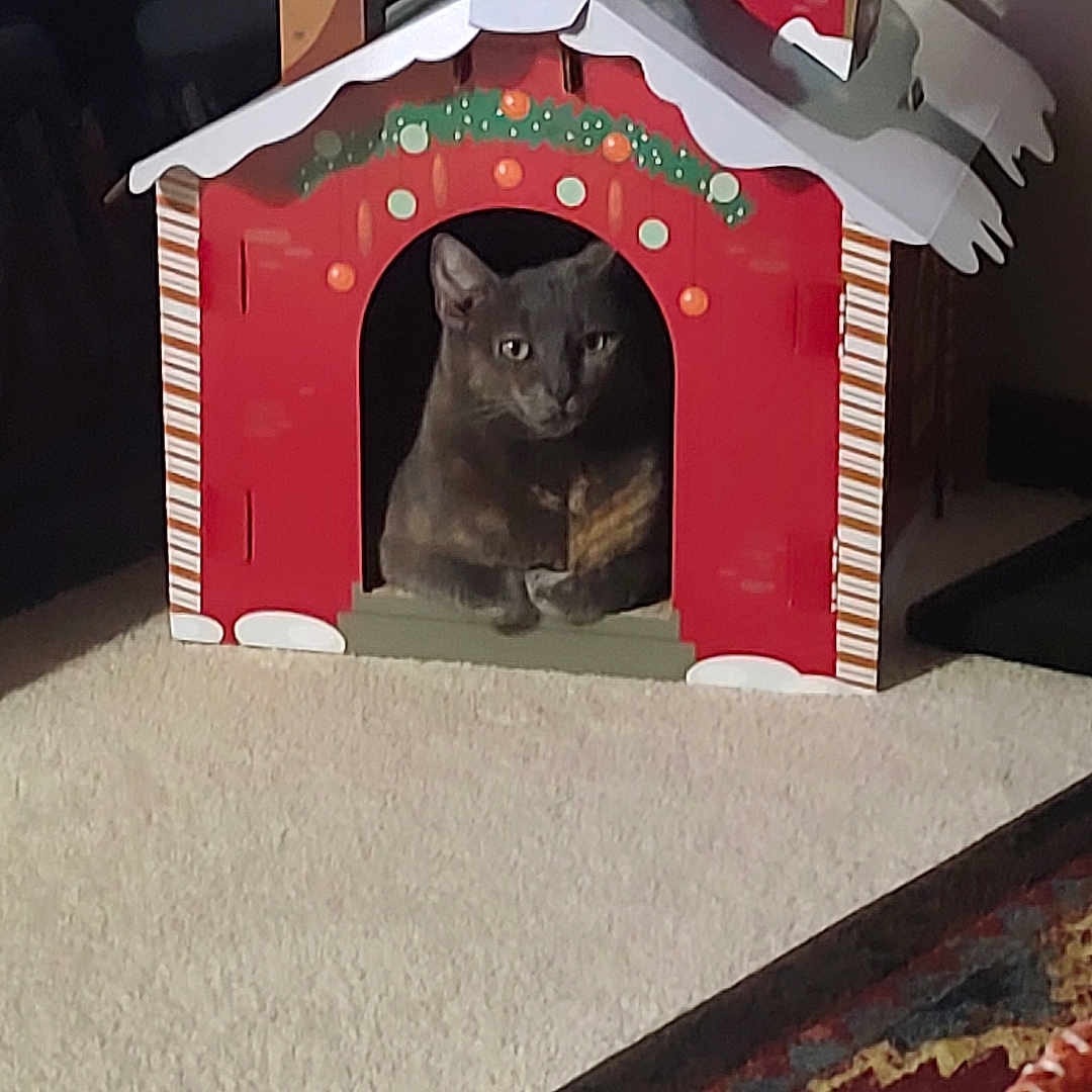 Rain joined the competition — help win amazing prizes! animal, cardboard_house, carpet, cat, cozy, cute, decorated, domestic, feline, green, holiday_decor, home, indoor, orange, pet, red, relaxed, sitting, striped, window