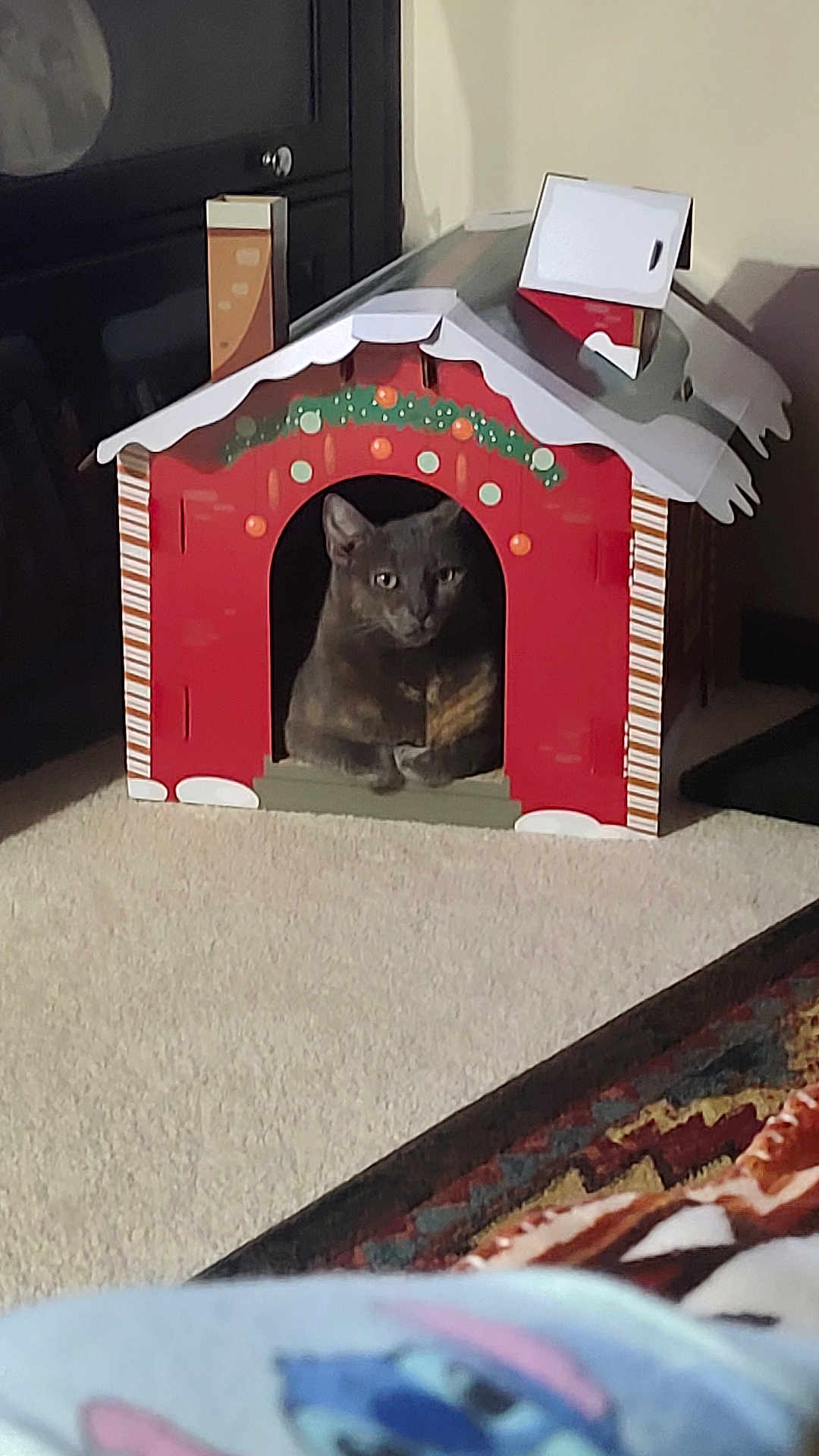 Rain joined the competition — help win amazing prizes! animal, cardboard_house, carpet, cat, cozy, cute, decorated, domestic, feline, green, holiday_decor, home, indoor, orange, pet, red, relaxed, sitting, striped, window