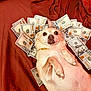 Bella joined the competition — help win amazing prizes! dog, money, hundred_dollar_bills, red_blanket, gold_chain, pet, lying_down, cute, wealth, cash, animal, portrait, indoor, relaxed, expression, fur, domestic_animal, light_brown, white_fur, background