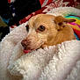Bella is registered to the contest to win money with this photo: dog, blanket, cozy, tongue_out, fur, pet, indoor, cute, small_dog, warm, snuggled, colorful_blanket, closeup, expression, animal, relaxed, soft_texture, ears, nostrils, brown_eyes