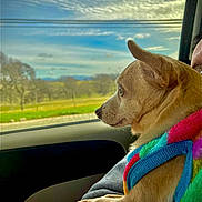 Bella joined the competition — help win amazing prizes! dog, small_dog, chihuahua, car, window, colorful_sweater, paws, lap, person, side_view, looking_out, outdoor, nature, trees, grass, cloudy_sky, travel, road_trip, pet, companion