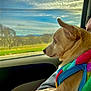 dog, small_dog, chihuahua, car, window, colorful_sweater, paws, lap, person, side_view, looking_out, outdoor, nature, trees, grass, cloudy_sky, travel, road_trip, pet, companion