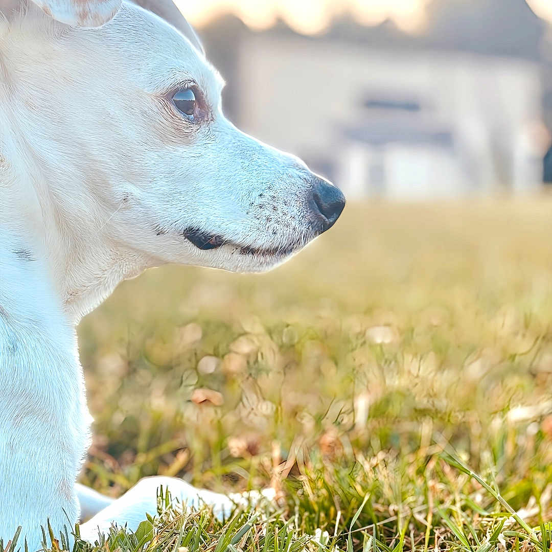 Kitty a rejoint le concours — aidez-le/la à gagner de superbes lots ! animal, calm, closeup, daylight, dog, ears, field, fur, grass, laying_down, mammal, nature, outdoor, peaceful, pet, quiet, side_profile, snout, sunlight, white_dog