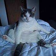 Ryder joined the competition — help win amazing prizes! cat, animal, pet, bed, indoor, relaxed, fur, white, gray, cute, feline, resting, cozy, domestic, mammal, whiskers, paws, looking, sitting, bedroom