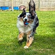 Hagrid is registered to the contest to win money with this photo: dog, running, grass, ball, outdoor, playful, pet, fence, ears_flapping, active, happy, animal, canine, fur, daylight, nature, lawn, energetic, toy, blurred_background