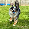 dog, running, grass, ball, outdoor, playful, pet, fence, ears_flapping, active, happy, animal, canine, fur, daylight, nature, lawn, energetic, toy, blurred_background