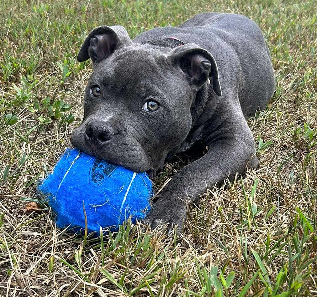 Doobie joined the competition — help win amazing prizes! puppy, dog, grass, blue_ball, playful, outdoor, pet, animal, chewing, closeup, cute, young, fur, ears, snout, nature, greenery, toy, lying_down, adorable