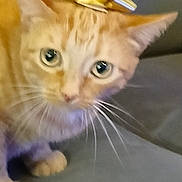 Mila is registered to the contest to win money with this photo: cat, orange_tabby, gift_bow, head_accessory, pet, animal, whiskers, ears, couch, furniture, indoor, curious, closeup, cute, domestic_cat, feline, sitting, looking, soft_fur, house_pet