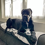 Alpha participe au concours pour gagner de l'argent avec cette photo : animal, black_dog, blanket, calm, canine, comfort, cozy, curtains, dog, domestic, fur, home, indoor, natural_light, pet, portrait, relaxed, resting, sofa, window