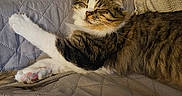 Brook participe au concours pour gagner de l'argent avec cette photo : animal, blanket, cat, comfort, cozy, cute, ears, feline, fur, home, indoor, pet, pink_paw_pads, quilted_couch, relaxed, resting, sleeping, tabby, whiskers, white_paws
