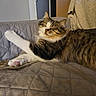 Brook participe au concours pour gagner de l'argent avec cette photo : cat, tabby, white_paws, sleeping, quilted_couch, cozy, blanket, indoor, pet, relaxed, feline, fur, pink_paw_pads, resting, home, comfort, whiskers, ears, animal, cute