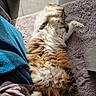 Brook a rejoint le concours — aidez-le/la à gagner de superbes lots ! cat, fluffy, lying_down, indoor, sunlight, rug, paw, relaxed, cozy, blanket, quilt, tile_floor, playful, pet, fur, white, brown, black, sleeping, resting