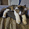 cat, sleeping, feline, pet, cozy, couch, quilted, indoor, paws, fur, home, relaxing, nap, tabby, white_paws, domestic_animal, resting, soft, quiet, comfortable