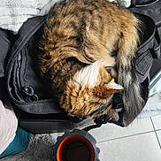 Brook participe au concours pour gagner de l'argent avec cette photo : cat, tabby_cat, sleeping, bag, black_bag, blanket, textured_blanket, floor, tiled_floor, cup, red_interior, black_cup, cozy, indoor, pet, fur, curled_up, resting, household, quiet