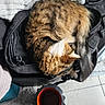 cat, tabby_cat, sleeping, bag, black_bag, blanket, textured_blanket, floor, tiled_floor, cup, red_interior, black_cup, cozy, indoor, pet, fur, curled_up, resting, household, quiet