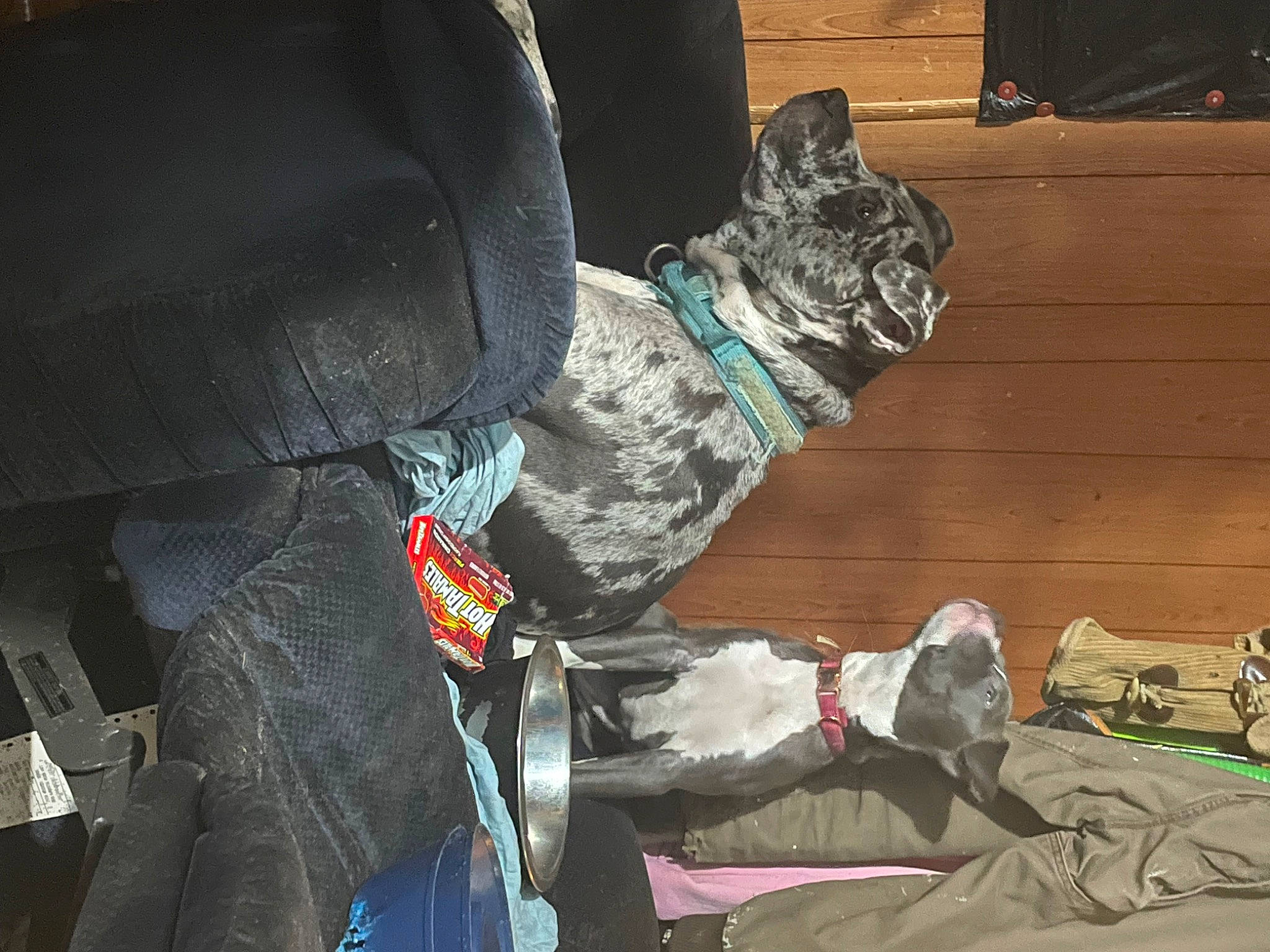 Camo joined the competition — help win amazing prizes! army, auto_part, automotive_tire, bag, baggage, canidae, carmine, carnivore, companion_dog, dog, dog_breed, felidae, fur, guard_dog, military_camouflage, personal_protective_equipment, plastic_bag, sitting, sporting_group, wood