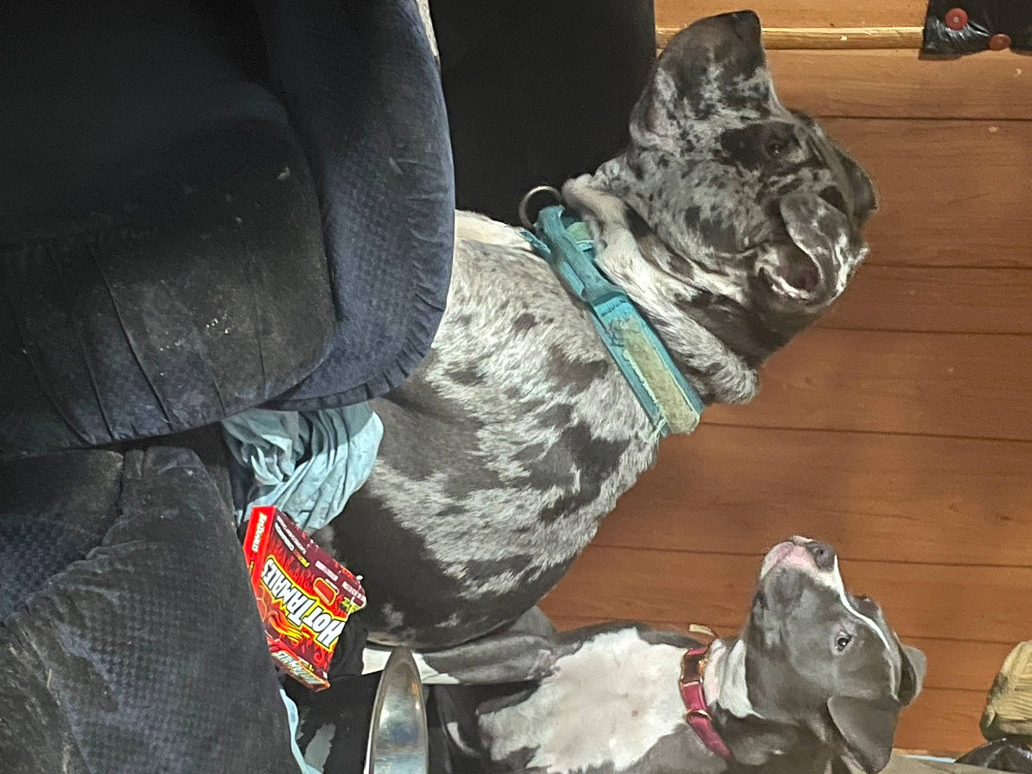 Camo is registered to the contest to win money with this photo: athletic_shoe, auto_part, automotive_tire, bag, baggage, boot, canidae, carmine, carnivore, companion_dog, dog, dog_breed, hiking_shoe, human_leg, military_camouflage, outdoor_shoe, personal_protective_equipment, sporting_group, sportswear, walking_shoe