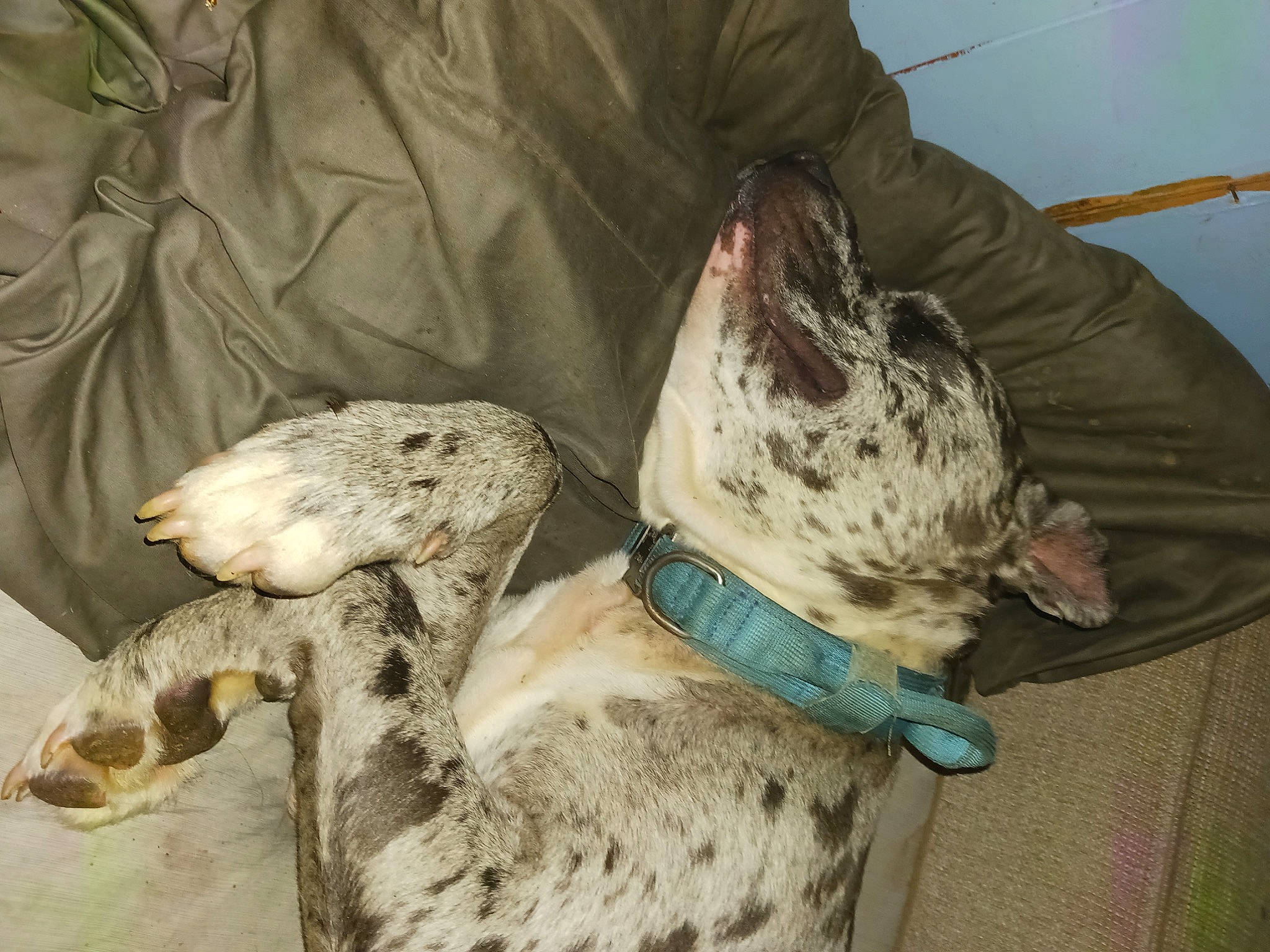 Camo joined the competition — help win amazing prizes! braque_du_bourbonnais, canidae, carnivore, collar, comfort, companion_dog, dog, dog_breed, dog_collar, fawn, non_sporting_group, snout, sporting_group, terrestrial_animal, working_animal