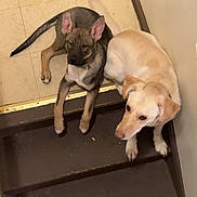 Zeus is registered to the contest to win money with this photo: animal, beige, brown, canine, companions, curious, dog, domestic, ears, floor, indoor, looking_up, mixed_breed, pets, resting, stairs, tile_floor, two_dogs, worn_stairs, young_dog